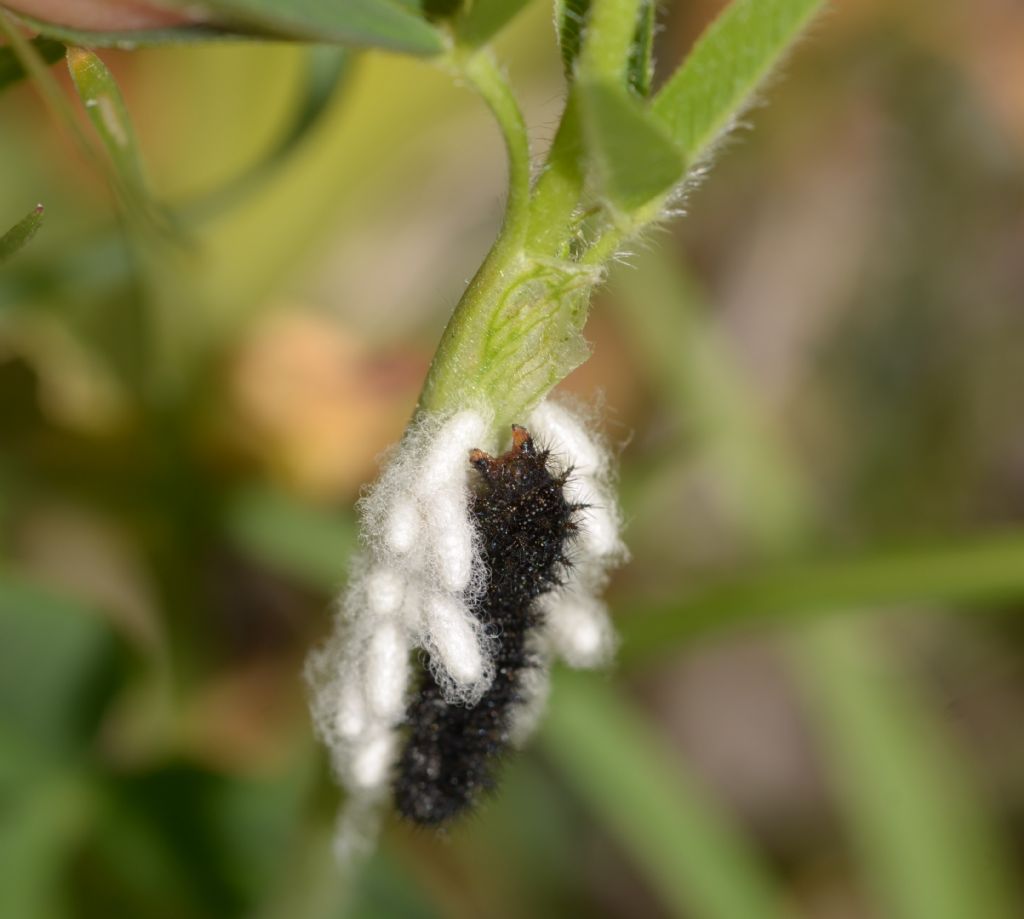 Bruco scuro da identificare: Euphydryas provincialis - Nymphaildae